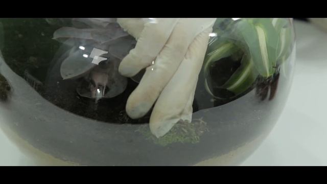 Как сделать террариум с растениями? смотреть онлайн