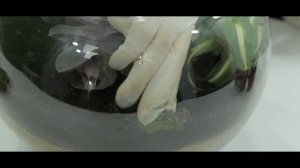 Как сделать террариум с растениями?