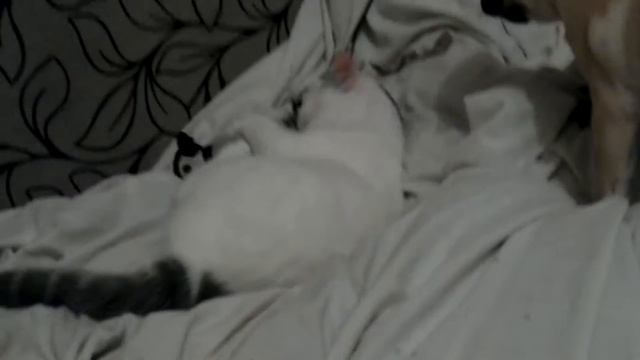 Кот, мопс и игрушечный пингвин смотреть онлайн