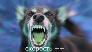 Собака в Машине, Кошка спит  и Лай собаки