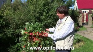 Ремонтантная клубника на усах. Оригинальный способ выращивания