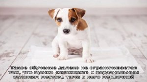 Как приучить щенка к туалету на пеленку