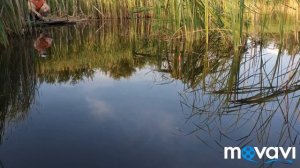 Ловля линя. Прикормка творог. Супер поклёвка! Fishing tench.