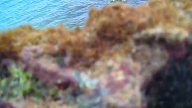 Остров Кюрасао,прибрежная жизнь под водой,карибское море смотреть онлайн