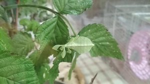 Палочник Листовидка  3 L