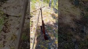 Антонио Золи 1900 LH bavarian 243 win. (Обзор на коленке).