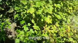 Вишня - смородина соседство