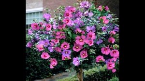 Очень ЭКЗОТИЧЕСКИЙ Цветущий Кустарник Гибискус сирийский Hibiscus syriacus / ЭНЦИКЛОПЕДИЯ Растений