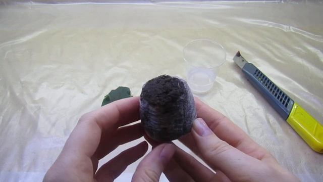 УКОРЕНЕНИЕ ЛИСТА В ТОРФЯНОЙ ТАБЛЕТКЕ! РАЗМНОЖЕНИЕ ФИАЛКИ! смотреть онлайн