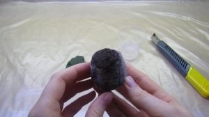 УКОРЕНЕНИЕ ЛИСТА В ТОРФЯНОЙ ТАБЛЕТКЕ! РАЗМНОЖЕНИЕ ФИАЛКИ!