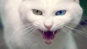 SCARY MUSIC/СТРАШНАЯ МУЗЫКА