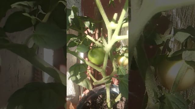 Утренний обзор 4 августа 2023 года. Мой балконный огород 🌱🍅🥬🍓🌄🙋 смотреть онлайн