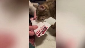 ПРИКОЛЫ С ЖИВОТНЫМИ ДО СЛЕЗ / Смешные КОТЫ 2023 / Приколы с КОТАМИ / 5