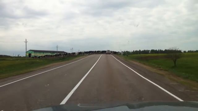 Коровы переходят проезжую часть смотреть онлайн