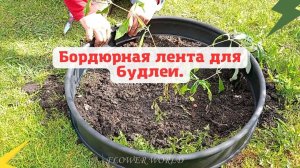 Бордюрная лента для будлеи.☘?