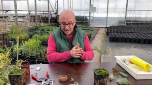 Как прививать хвойные?