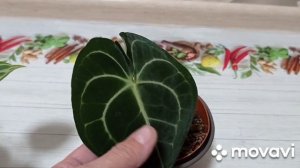 Комнатные цветы. Обзор декоративно-лиственных антуриумов.