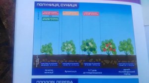Подкормка клубники на стадии бутонизации, цветения.