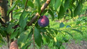 Высококачественная  ранняя слива ЭРЛИ КВИН / промышленного значения