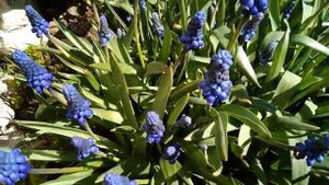 Мой САД в начале МАЯ. Цветут весенние первоцветы