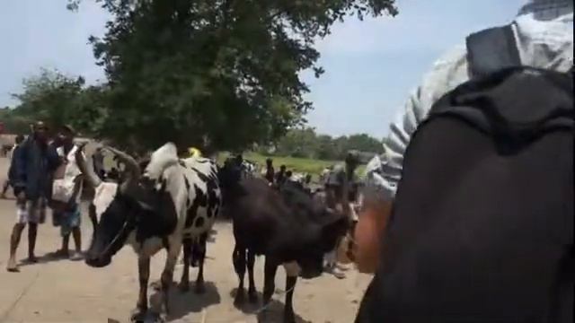 Мадагаскар Рынок зебу   Привязанные быки