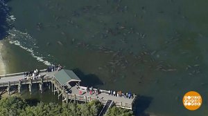 В мире. Морские коровы спасаются от холодов. Доброе утро. Фрагмент выпуска от 03.02.2020