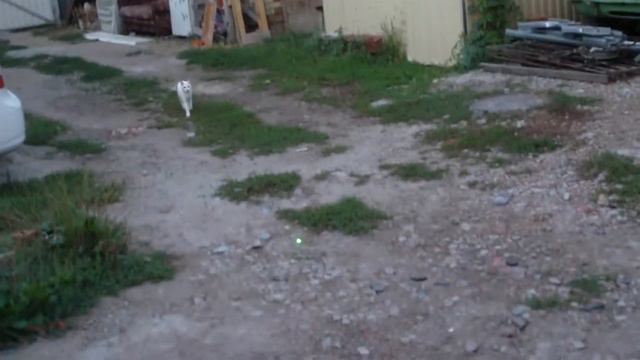 Белая кошка и лазерная указка смотреть онлайн