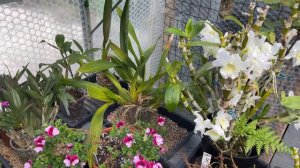 Tropical Plants Growth for May