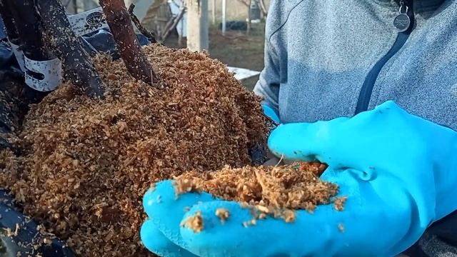 Распаковка посылки Школьный сад! Малины сортов(Карамелька, Похвалинка,Самохвал и Малиновая Гряда) смотреть онлайн