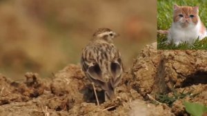 Серый жаворонок Calandrella rufescens