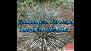 Растительный мир Бразилии. 14 часть. Мальпигия. Гибискус. Дазилирон Уиллера