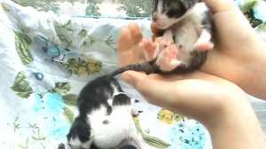 Как вывести блох у слепых котят без химии !