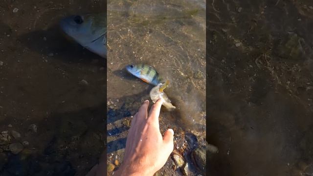 Поймал отпусти !!!Отличный окунь#bassfishing #fishing #bass #fish