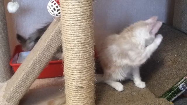 Котята породы мейн-кун из домашнего питимника