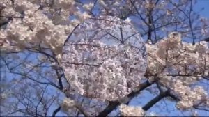 ВИШНЯ В САДУ ВСЕ ЦВЕЛА И МОЛЧАЛА