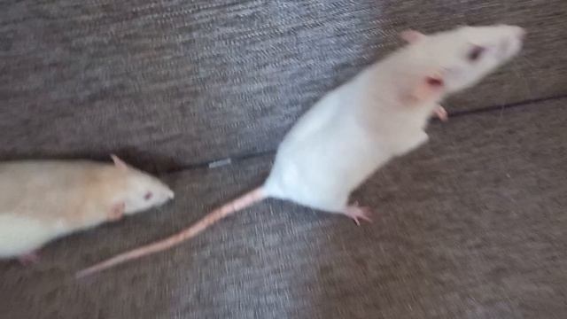 что мои крысы творят с опилками смотреть онлайн