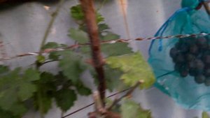 Сорт винограда "Подарок Ирине"и "Кармакод"