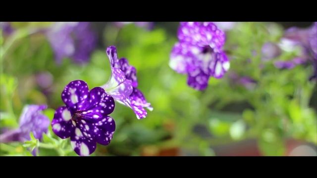 How to Grow Night Sky Petunias: Ambient 夜空 Synth Music смотреть онлайн