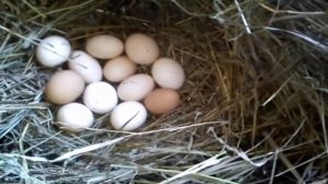 Как посадить курицу на яйца