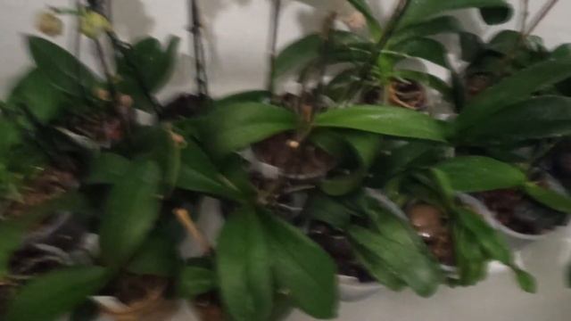 МОИ ОРХИДЕИ МЕСЯЦ БЕЗ ПОЛИВА ШОК???, ОРХИДЕИ 154 смотреть онлайн