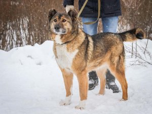 кормилица Пальма в щенятник пришла