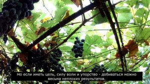 Сорт винограда Молдова 19.09.2021 г. / Grape variety Moldova 09/19/2021