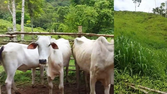 O Deputado veio nos visitar / E o sítio como está hoje .? смотреть онлайн