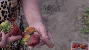 Клубника. Описание сорта Русич. Айтжанова Светлана Дмитриевна о сортах земляники.