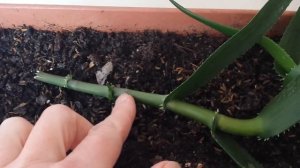 Как посадить алоэ.