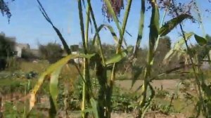 Сорго созревает