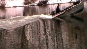 казанка обрезанная