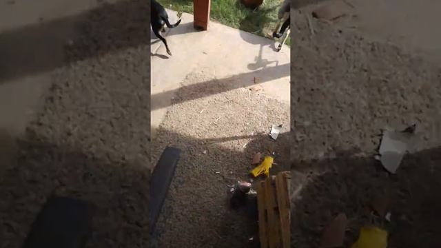 Leaf blower pranks on dogs