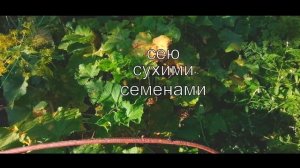 Огурцы в августе в открытом грунте. Лучший огурец сезона 2023 "Ухажер" Мой метод выращивания огурцо