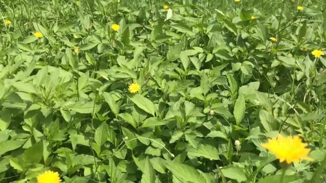 Summers Lease - a visual feast of Sonnet 18 смотреть онлайн